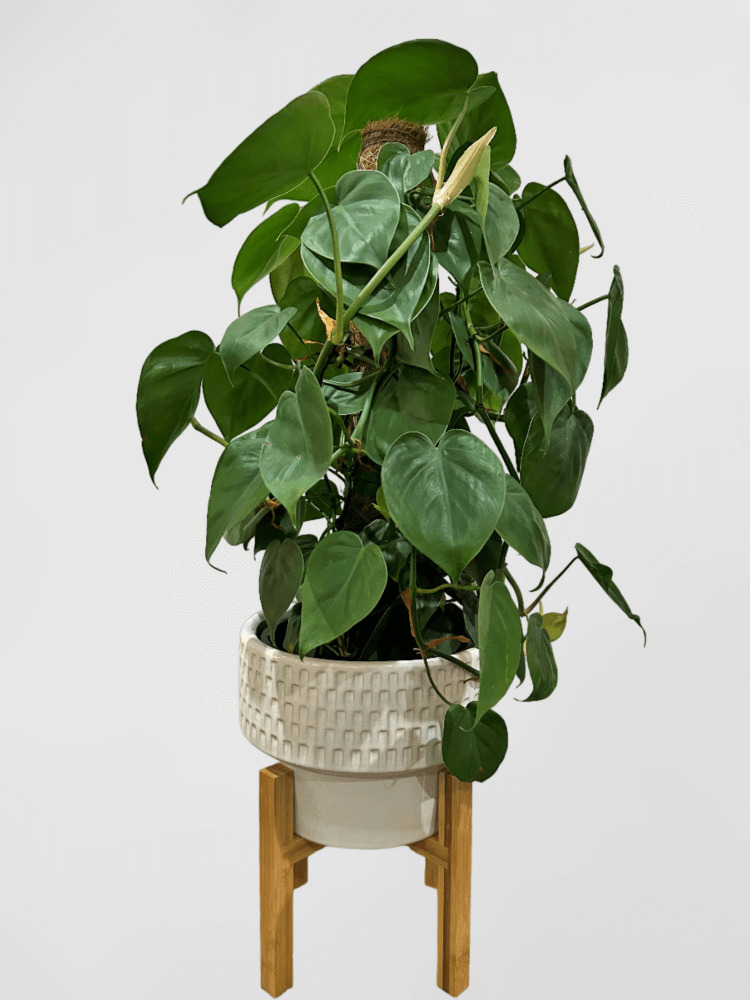 Philodendron Hederaceum Heart-leaf Philodendron on Totem in Pot with Stand