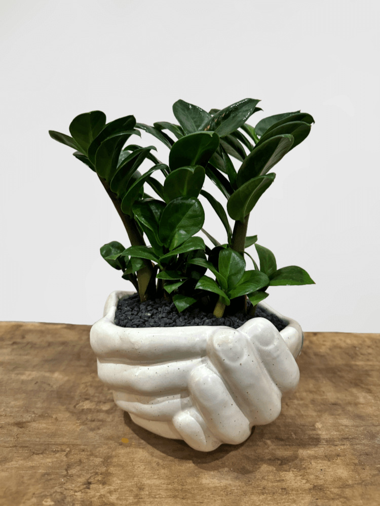 Zanzebar in Hand Pot
