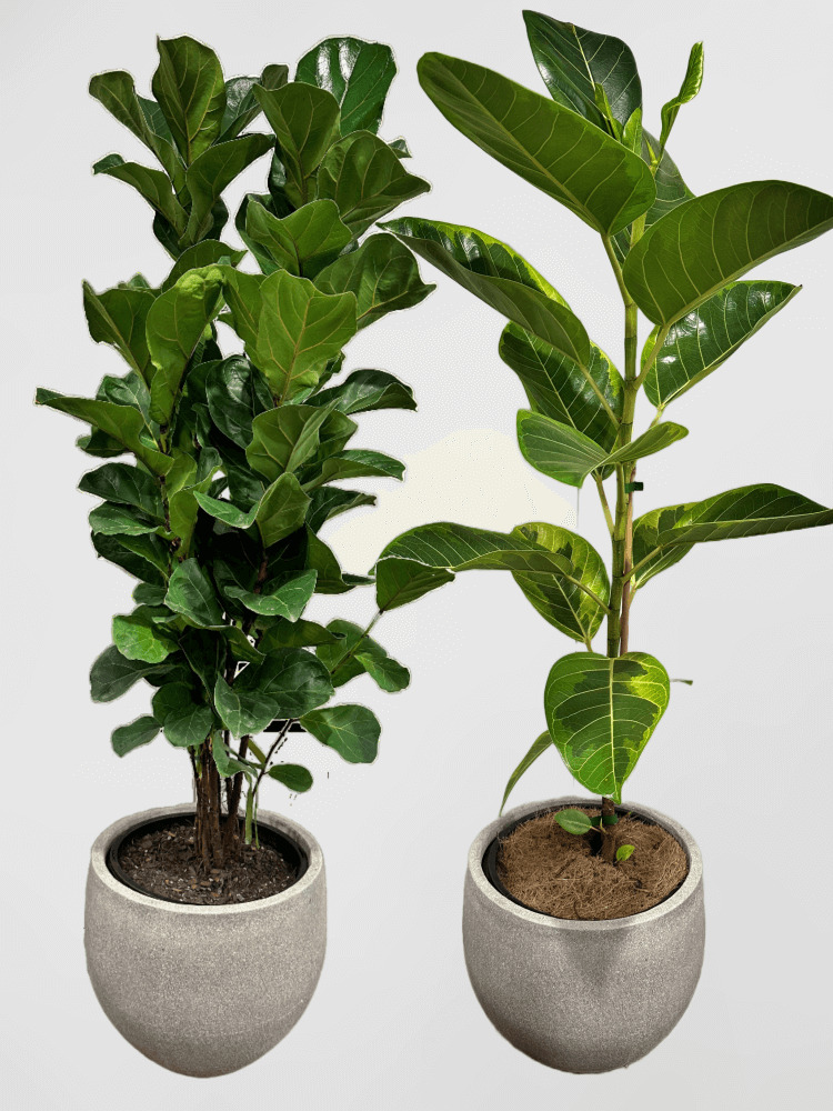 Ficus Fiddle Leaf Fig in Grey Pot