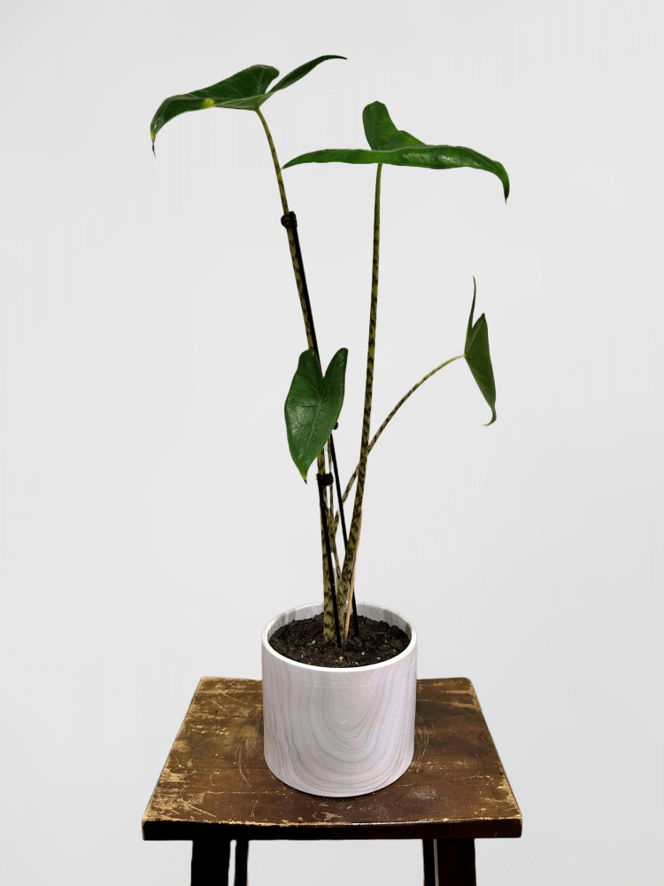 Alocasia Zebrina Veitch Tiger Plant in Marble Pot