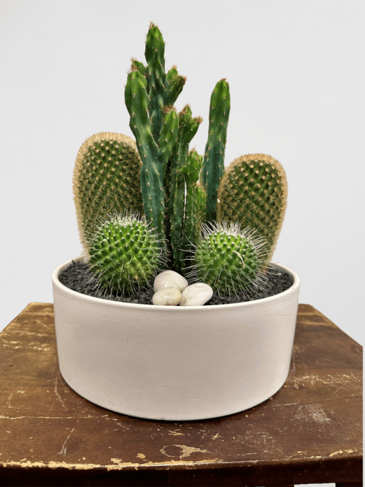 Cactus Mix in White Pot