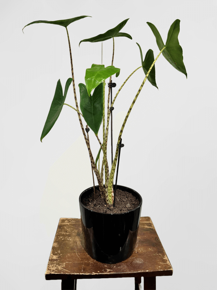 Alocasia Zebrina Veitch Tiger Plant in Black Pot