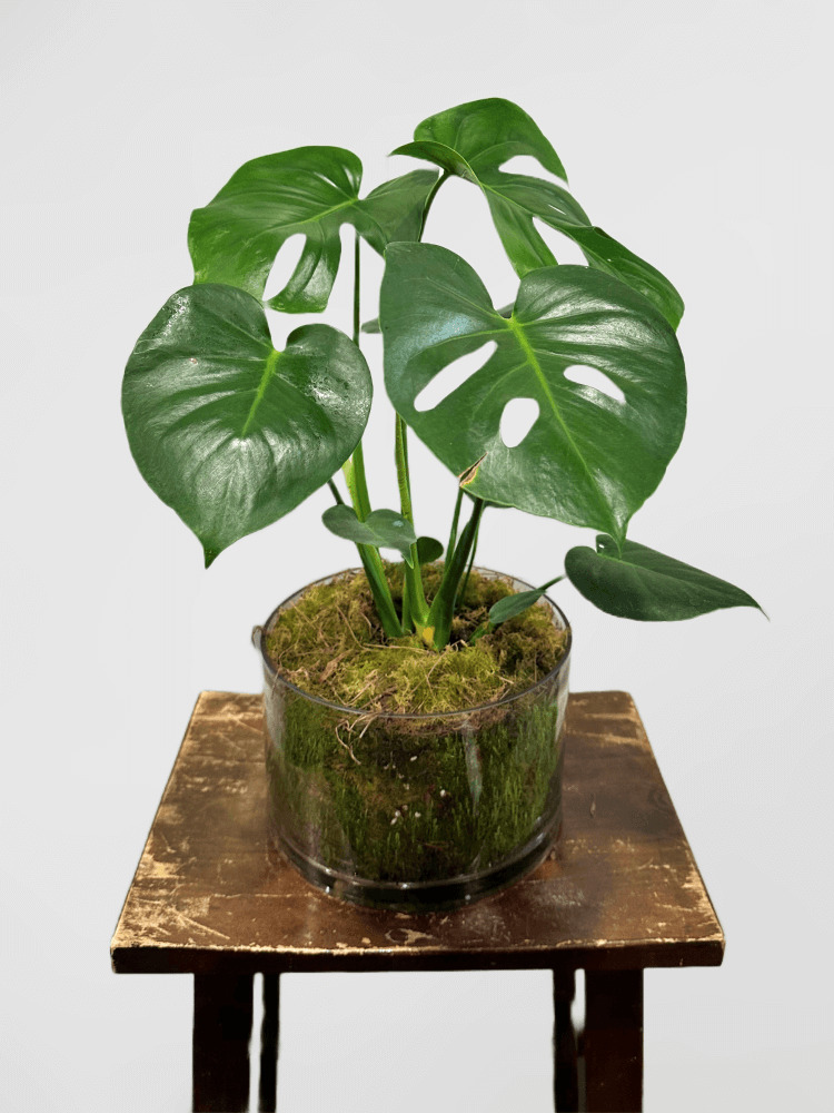 Monstera in Round Glass Bowl with Moss