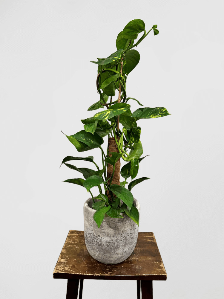 Epipremnum Pinnatum Golden Pothos on Totem in Concrete Pot