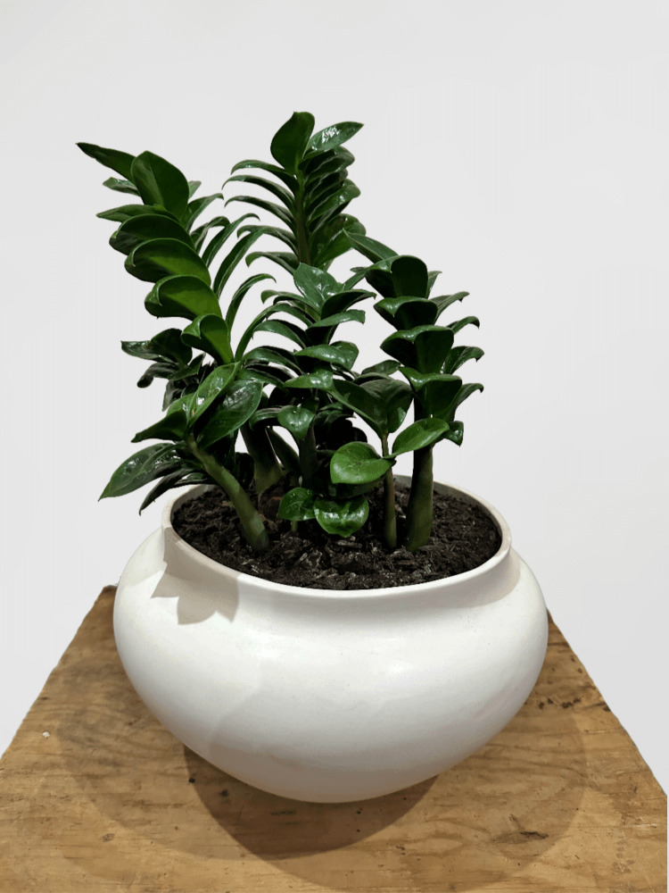Zanzibar in White Papaya Pot