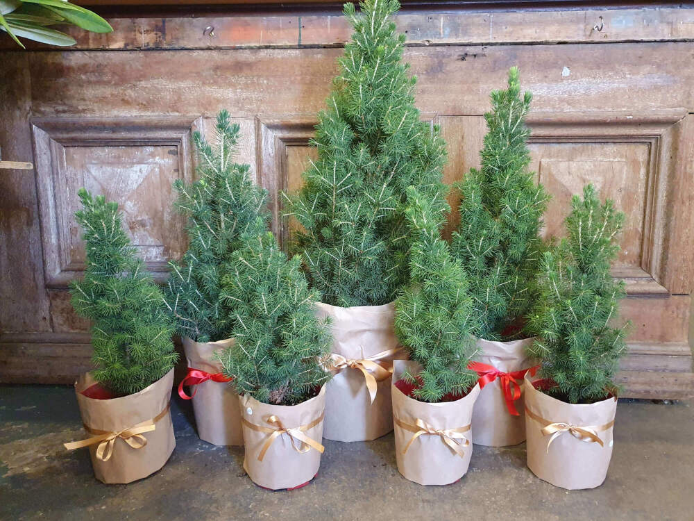 Potted Christmas Trees