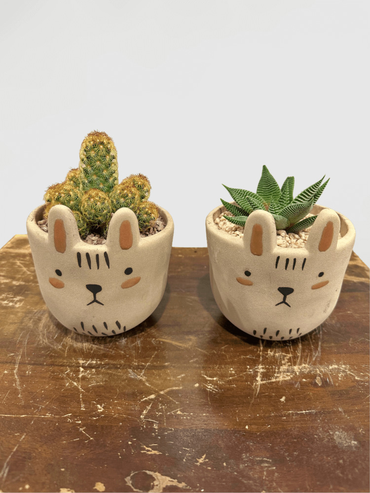 Cactus or Succulent in Animal Face Pot