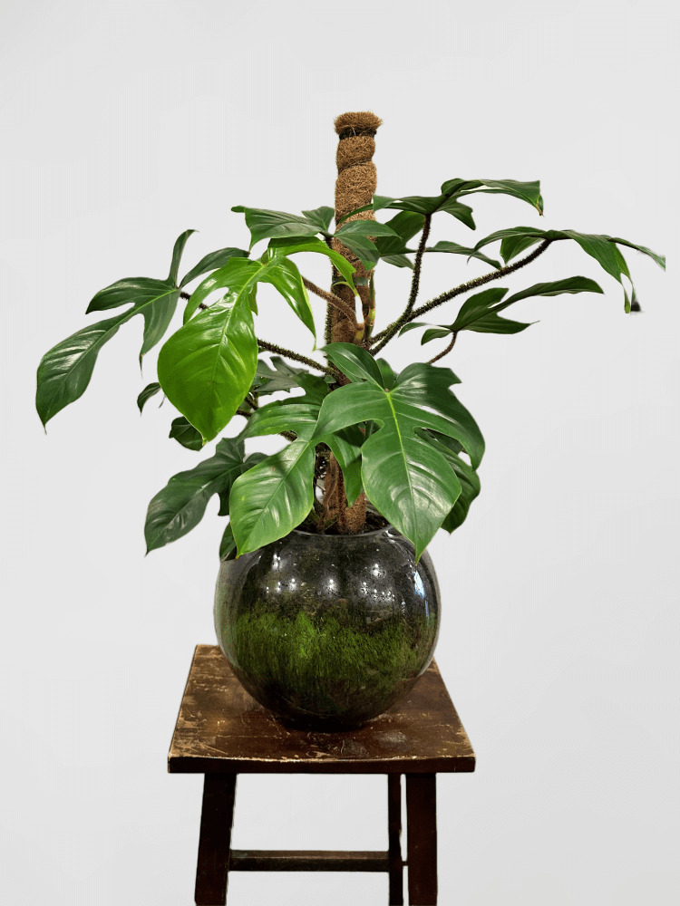 Philodendron Squamiferum Brezilian Chemagadda(Hairy) in a Fishbowl
