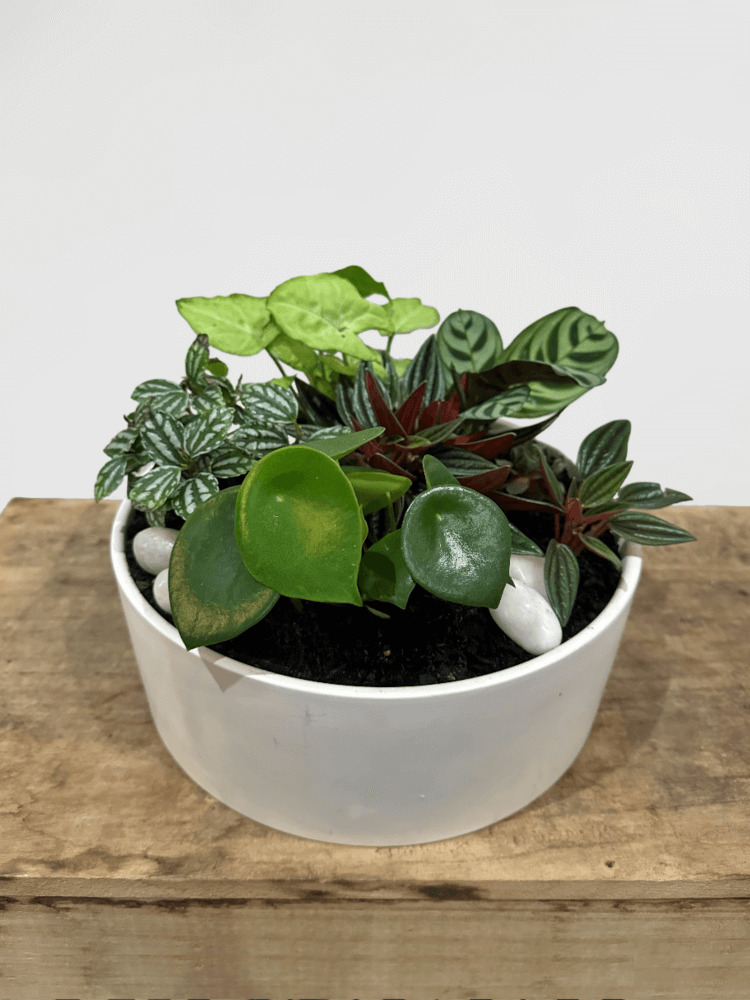 Leafy Mix in White Shallow Pot