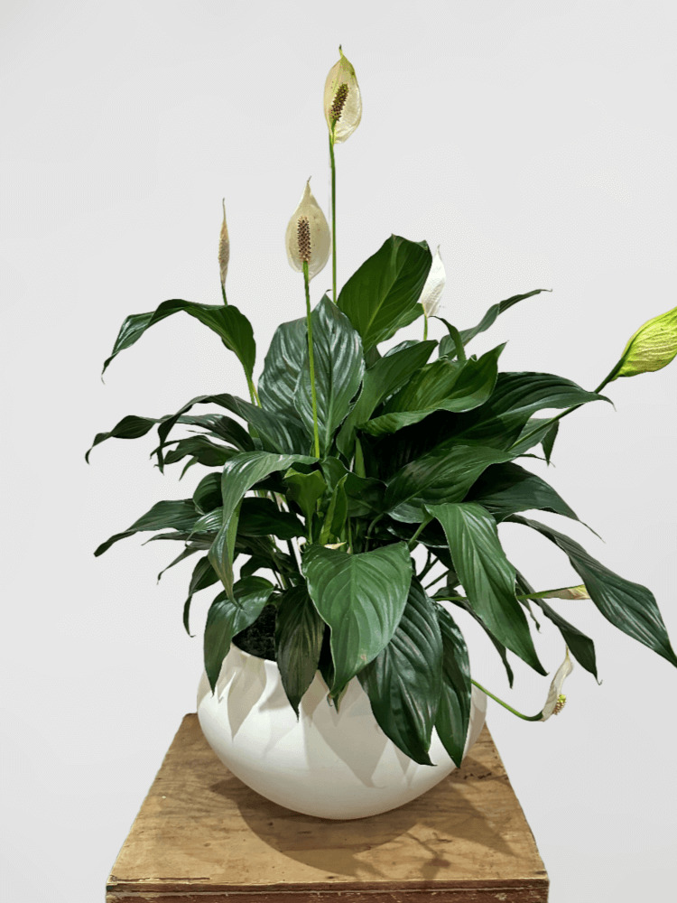 Peace Lily in White Papaya Pot