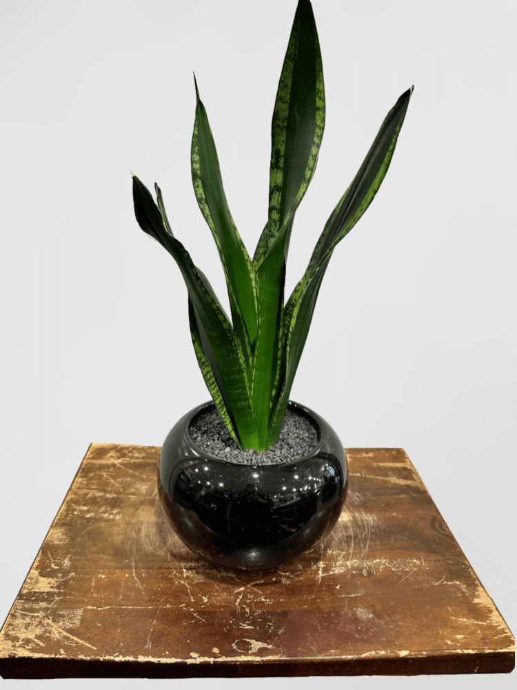 Sansevieria Snake Plant in Glazed Black Pot