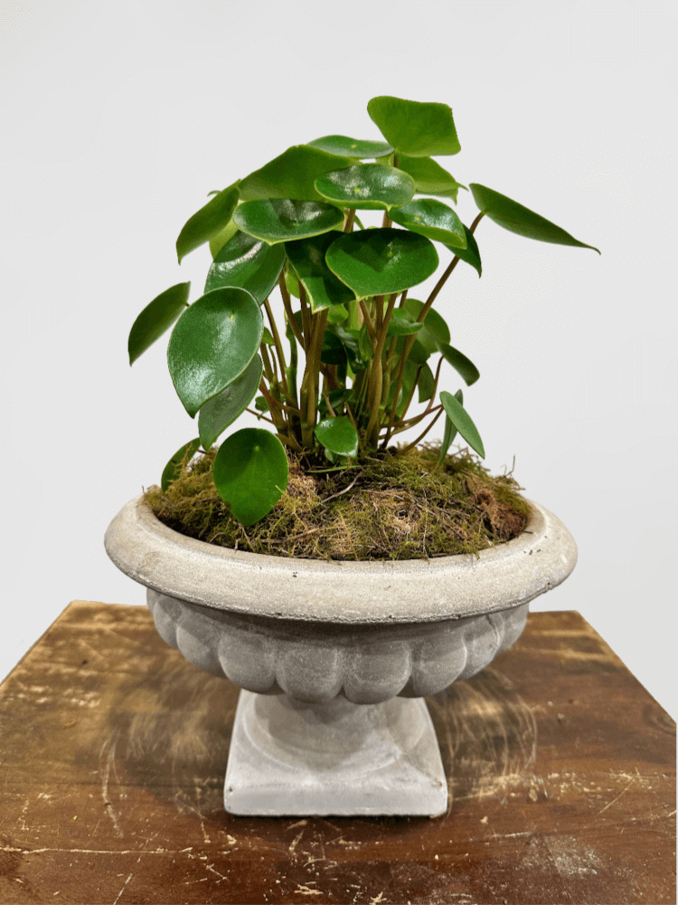 Peperomia olybotrya Kunth Money Plant in Concrete Pot