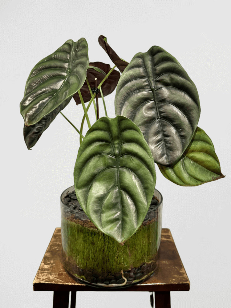 Alocasia cuprea Giant Caladium in Glass Vase with Moss
