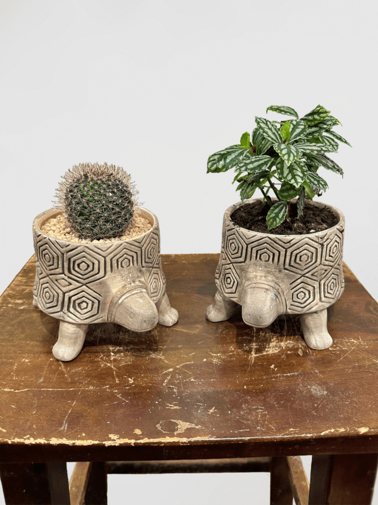 Cactus, Succulent or Leafy in Turtle Pot