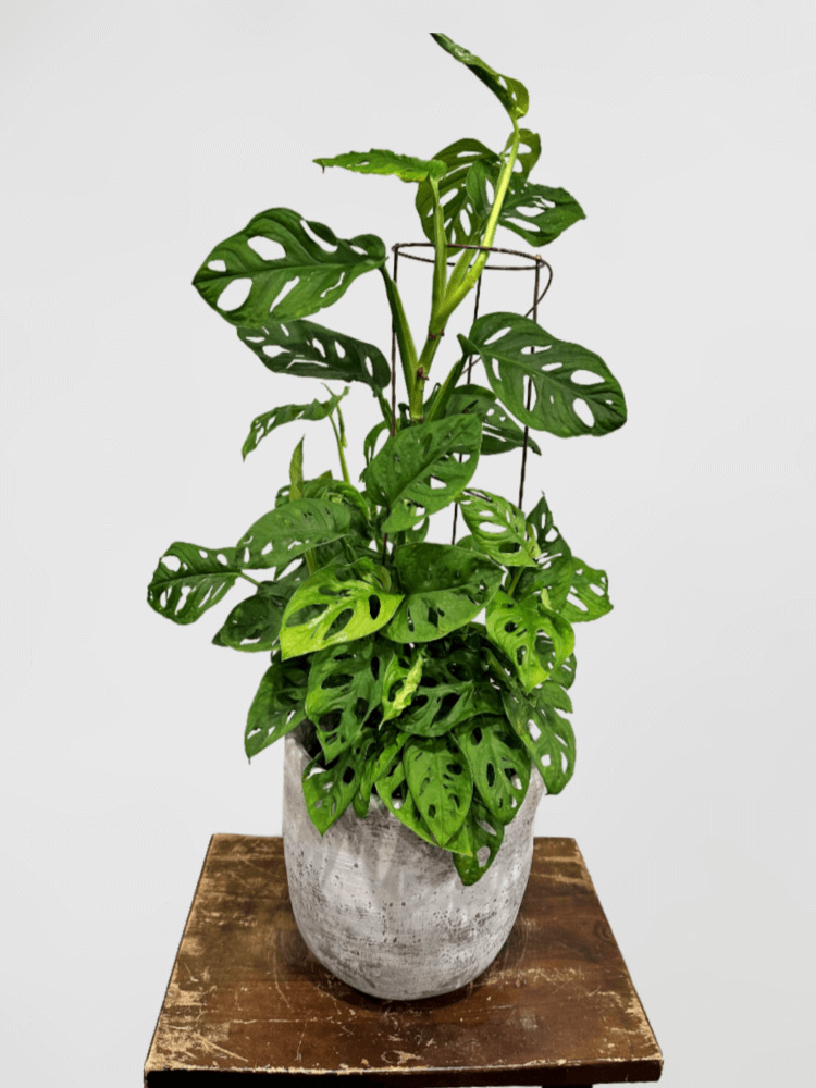 Monstera Obliqua Miq Swiss Cheese Plant in Concrete Pot
