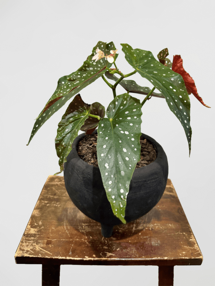 Begonia maculata Raddi Spotted Begonia in Black Pot
