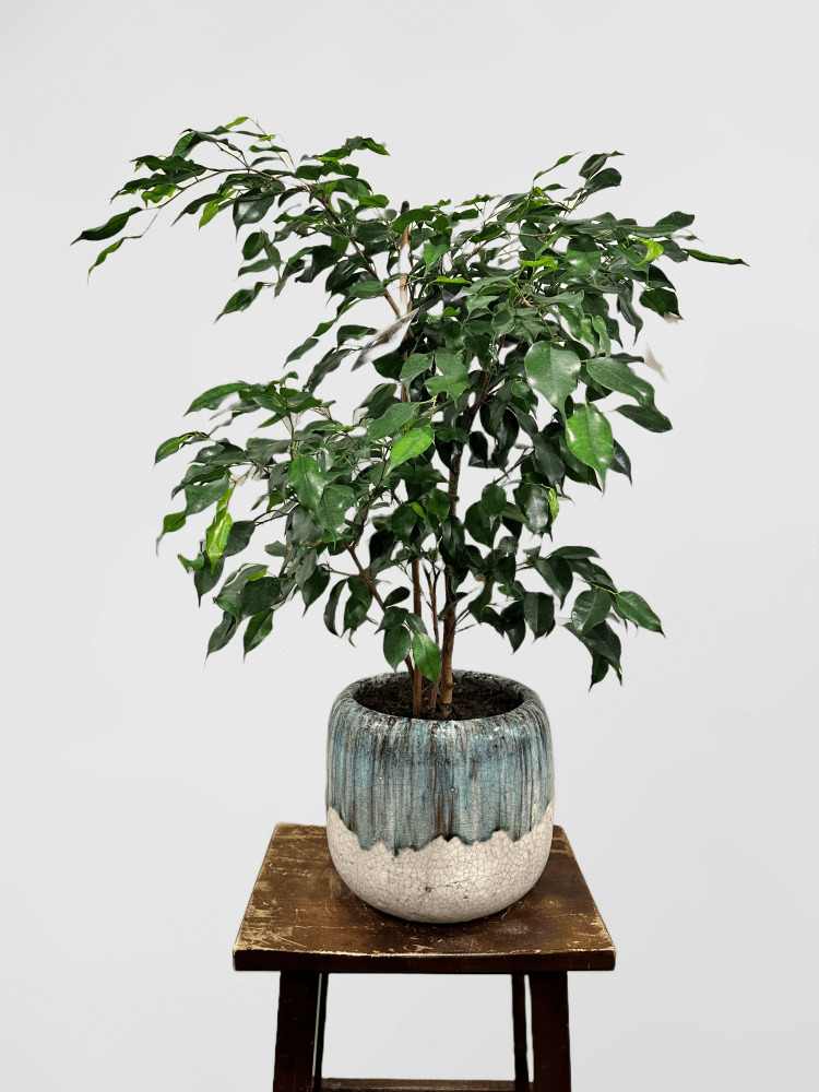 Ficus Tree Weeping Fig