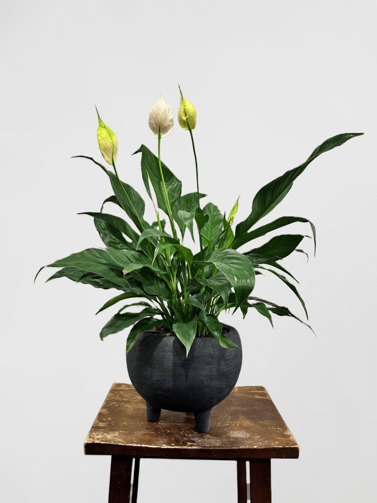 Peace Lily in Black Ceramic Pot