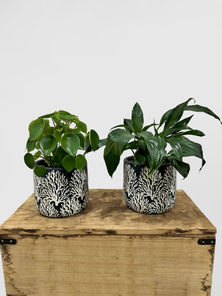 Leafy Plant in Grey Tree Design Pot