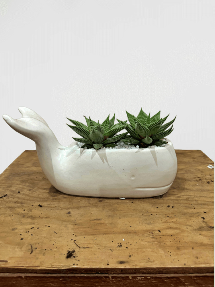 Cactus or Succulent Mix in Whale Pot