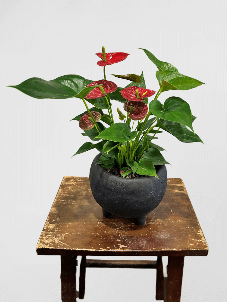 Antherium in Black 3 Legged Pot