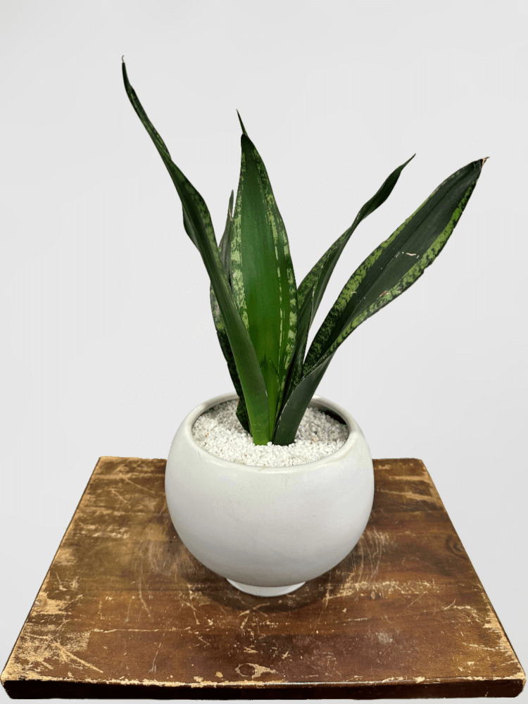 Sansevieria Snake Plant in White Pot