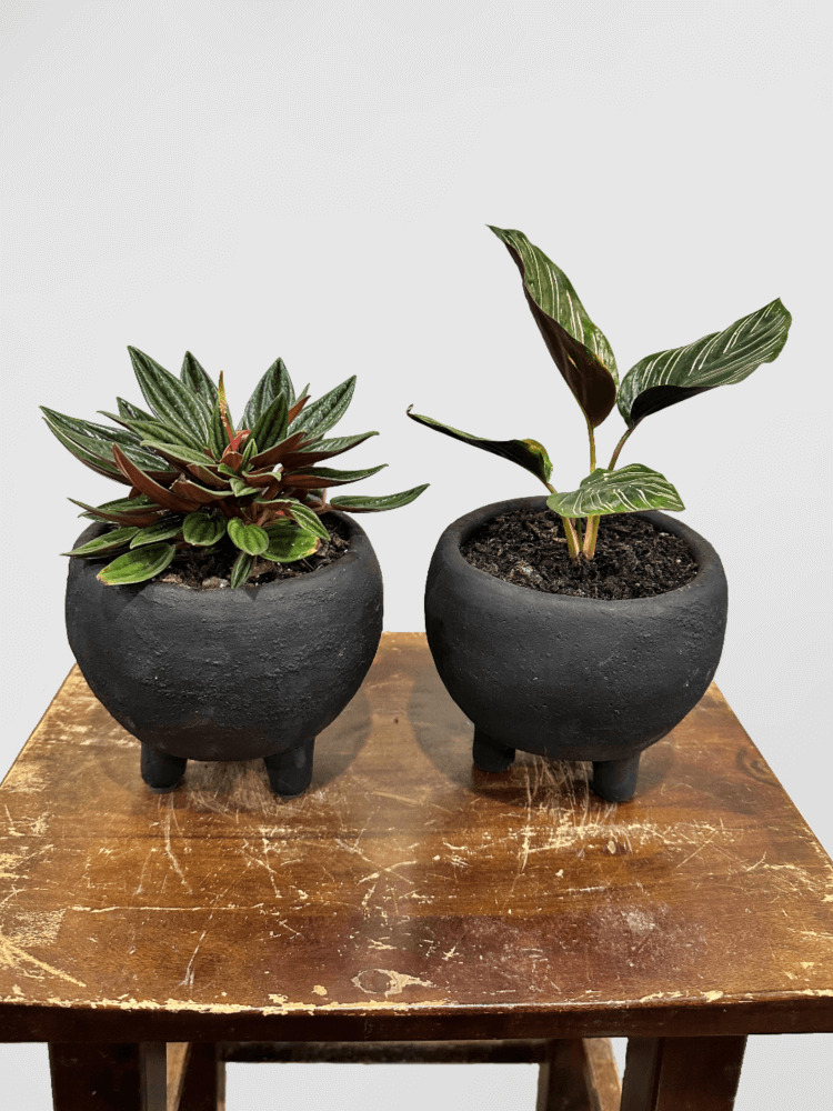 Leafy Plant in Monty Black Pot