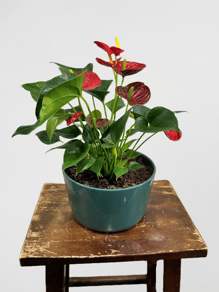 Antherium in Green Ceramic Pot