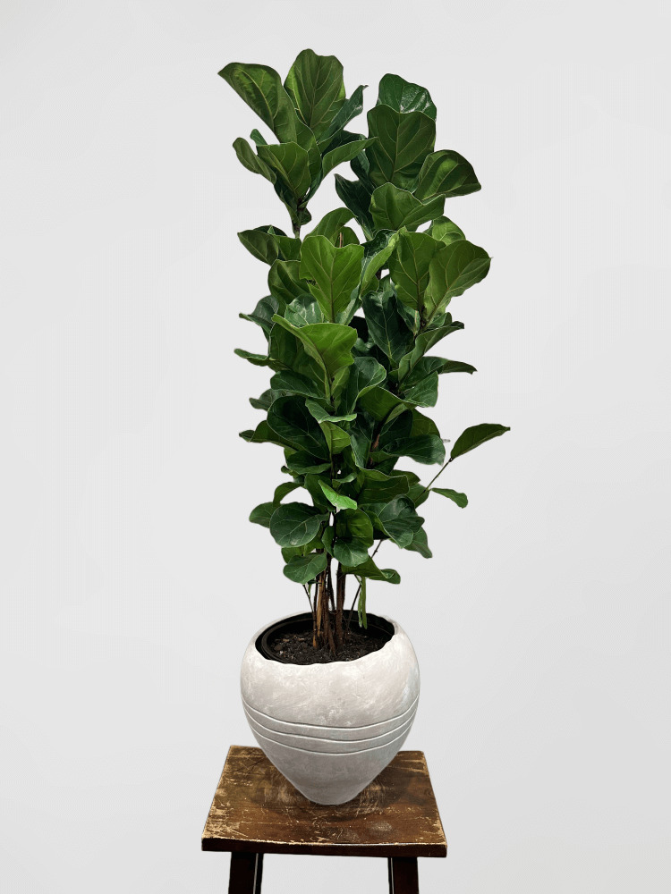 Ficus Lyrata Warb Fiddle Leaf Fig in Narrow Based White Pot