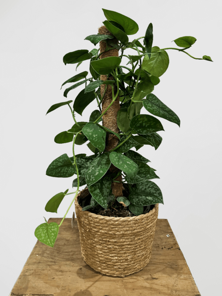 Scindapsus Pictus Satin Pothos on Totem in Basket